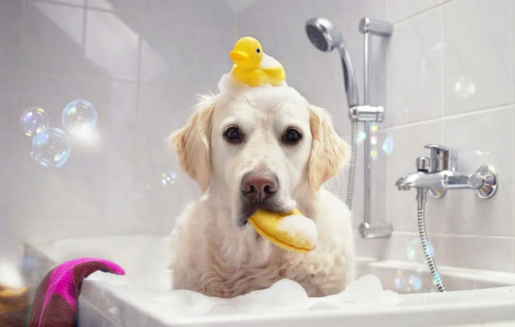 Dctr.Go Шампунь-бальзам для животных Sнampoo Therapy "Мультиуход" 1000 ml в Набережных Челнах